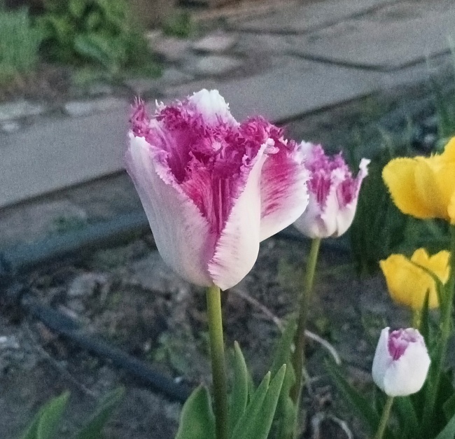 Тюльпан Ариа Кард 1 уп. (3шт.)